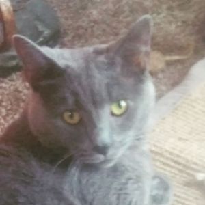 Meet your Posher, Carrie